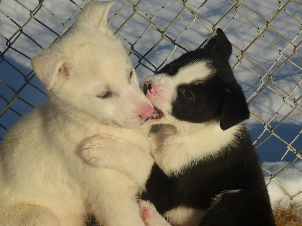 Guesthouse Husky Івало Екстер'єр фото