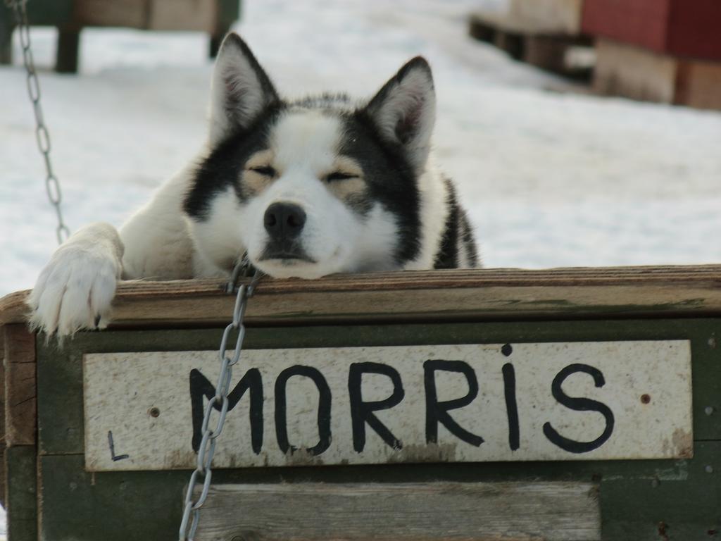Guesthouse Husky Івало Екстер'єр фото