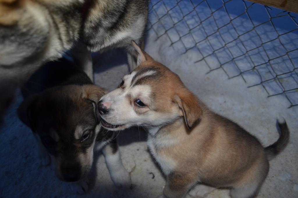 Guesthouse Husky Івало Екстер'єр фото