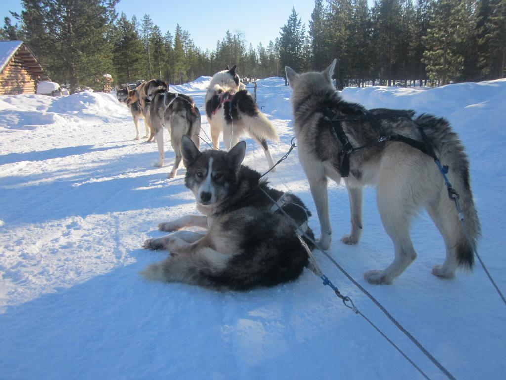 Guesthouse Husky Івало Екстер'єр фото